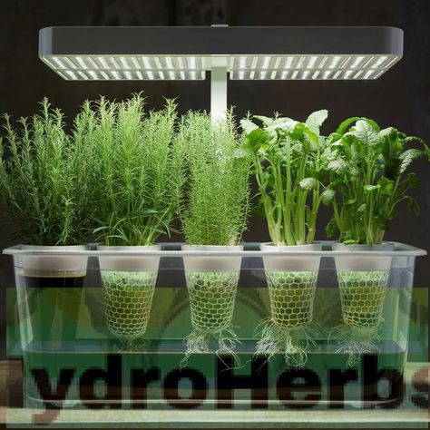 The Kratky Hydroponic Method is an efficient and straightforward approach to growing herbs without soil. This method requires minimal setup and maintenance, making it ideal for beginners and experienced gardeners alike. To fully understand its benefits and the detailed steps involved, exploring the intricacies of this technique is essential. #IndoorGardening #Hydroponics #MasonJarHydroponics #GreenLiving Kratky Hydroponics, Hydroponic Gardening For Beginners, Kratky Method, Hydroponic Vegetables, Minimal Setup, Types Of Herbs, Lighting Tips, Herbs Indoors, Starter Plants