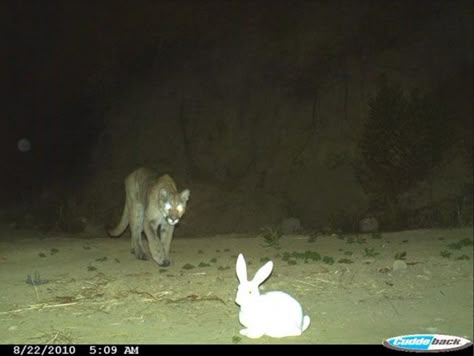 Easter Cancelled Trailcam Animals, Giant Moose, 2 Animals, Mother Gaia, Trail Cam, Spooky Things, Flying Squirrel, Hunting Trip, Mountain Lion