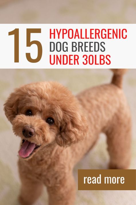 Small Dog Breeds Chart, No Shed Dog Breeds, Small Family Dogs, Pet Loss Gift Ideas, Dog Breeds For Families, Dog Breeds Chart, Cat Owner Tips, Cutest Small Dog Breeds, Best Small Dog Breeds