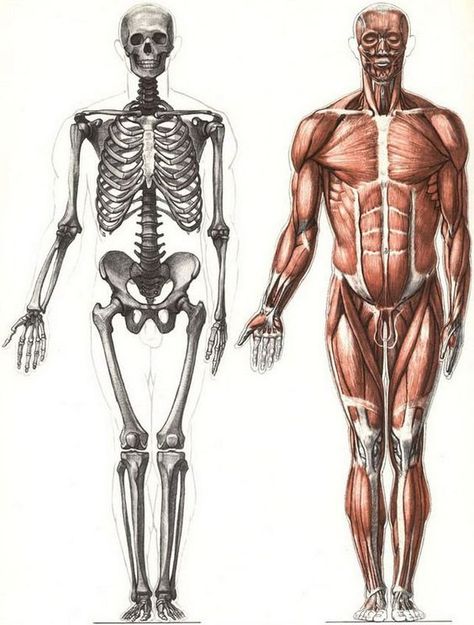 Skeleton Drawing Reference Human Anatomy, Skeleton And Muscles Anatomy, Skeleton With Muscles, Skeleton Anatomy Reference, Anatomy Reference Muscle, Anatomy Drawing Skeleton, Anatomy Drawing Muscle, Human Body Anatomy Drawing, Muscle Anatomy Reference