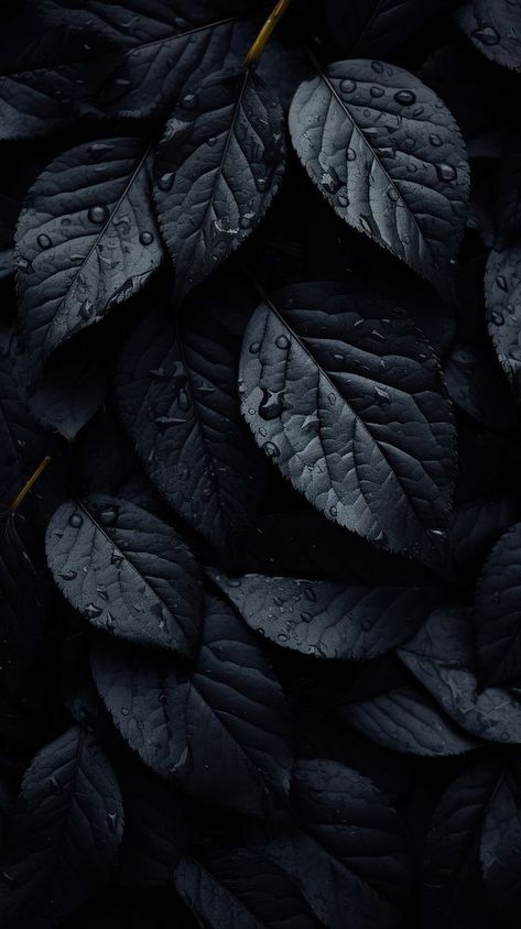 Leaves in black color backgrounds monochrome freshness. AI generated Image by rawpixel. | premium image by rawpixel.com / Techi Dark Leaves Wallpaper, Black Leaves Wallpaper, Iphone Wallpaper Leaves, Dark Colour Wallpaper, Dark Ipad Wallpaper, Black Colour Background, Hd Wallpaper Iphone, Black Leaves, Leaf Images