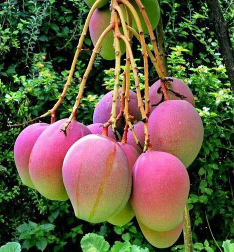 Mangoes Mango Plant, Bonsai Seeds, Organic Fruits And Vegetables, Rose Seeds, Mango Fruit, Mango Tree, Beautiful Fruits, Tree Seeds, Fruit Tree