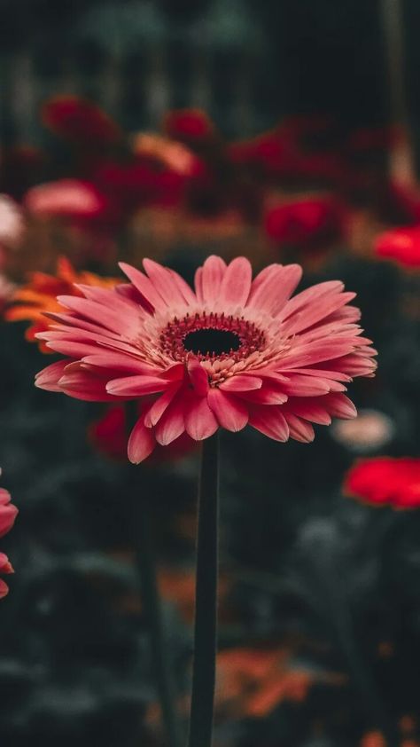 Gerbera Flower, Pink Gerbera, Daisy Wallpaper, Flower Mobile, Wallpaper Iphone Summer, Gerber Daisies, Gerbera Daisy, Daisy Flowers, Pink Wallpaper Iphone