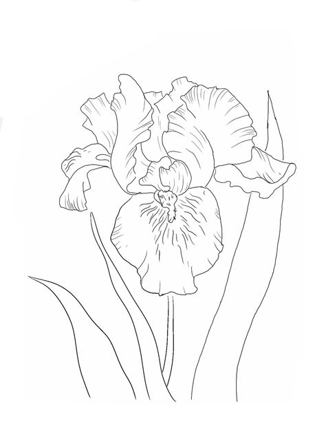 Iris Sketch, 2024 Watercolor, Floral Outlines, Iris Drawing, Purple Iris Flowers, Beautiful Paintings Of Nature, Louisiana Iris, Van Gogh Irises, Artistic Furniture