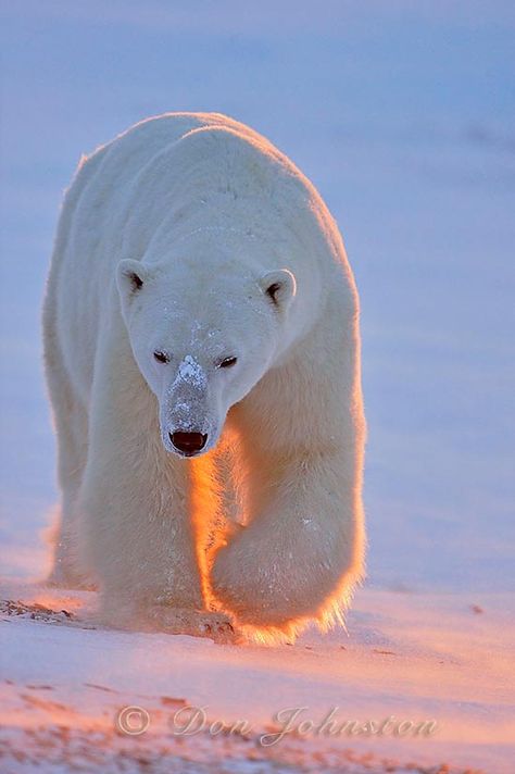 Regard Animal, Urs Polar, Snow Bear, Baby Polar Bears, Cute Polar Bear, Winter Animals, Majestic Animals, Bear Art, Animal Planet