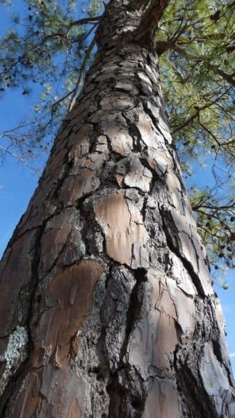 Care Of Loblolly Pine Trees - Information About Growing Loblolly Pine Trees Pine Tree Sapling, Japanese Black Pine Tree, Types Of Pine Trees, Loblolly Pine, Bristlecone Pine Tree, Tree Facts, Turtle Project, Tree Lady, Tree Reference