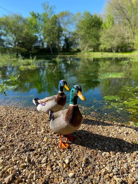 Tom and Reuben - our mallard ducks at the pond Ducks Mallard, Ducks In A Pond, Mallard Ducks, Future Farms, Mallard Duck, The Pond, Mallard, Ducks, Cupcake