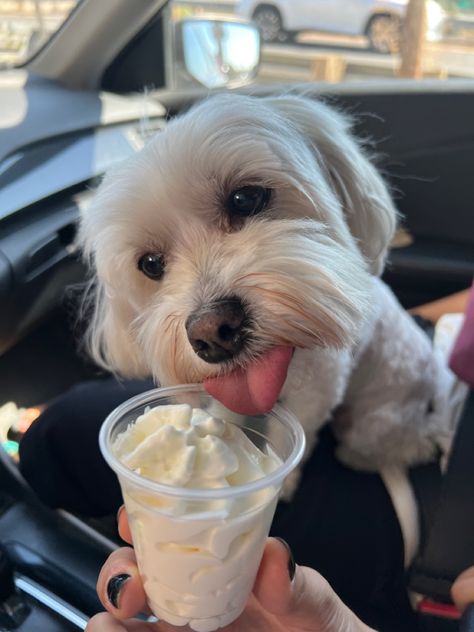 Cute dog 
Cute pet 
Dog 
Puppy 
Pup cup 
Starbucks Pup Cups, Coconut Summer, Pup Cup, Lucy Score, Cafe Idea, Preppy Dog, Puppy Pics, Dog Cafe, Coffee Truck