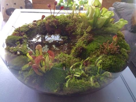 Carnivorous Terrarium, Carnivorous Plants Terrarium, Plants Terrarium, Bog Plants, Bog Garden, Indoor Water Garden, Mini Terrarium, Pitcher Plant, Indoor Gardens