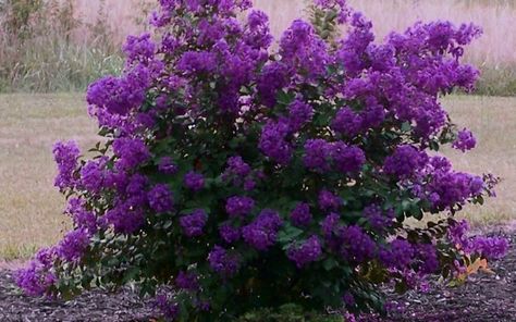 Purple Velvet Dwarf Crape Myrtle - Lagerstroemia indica 'Purple Velvet' Dark Purple Flowers, Myrtle Tree, Crape Myrtle, Purple Garden, Garden Shrubs, Craps, Buy Plants, Flowering Shrubs, Landscaping Plants