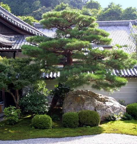 Pine Garden, Japanese Rock Garden, Small Japanese Garden, Zen Rock Garden, Japanese Garden Landscape, Japanese Zen Garden, Japan Garden, Japanese Garden Design, Asian Garden