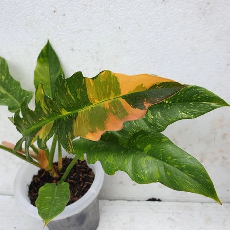 Philodendron Ring Of Fire, Rare Philodendron, Philodendron Plant, Household Plants, Root Rot, Ring Of Fire, Organic Soil, Soil Layers, Liquid Fertilizer