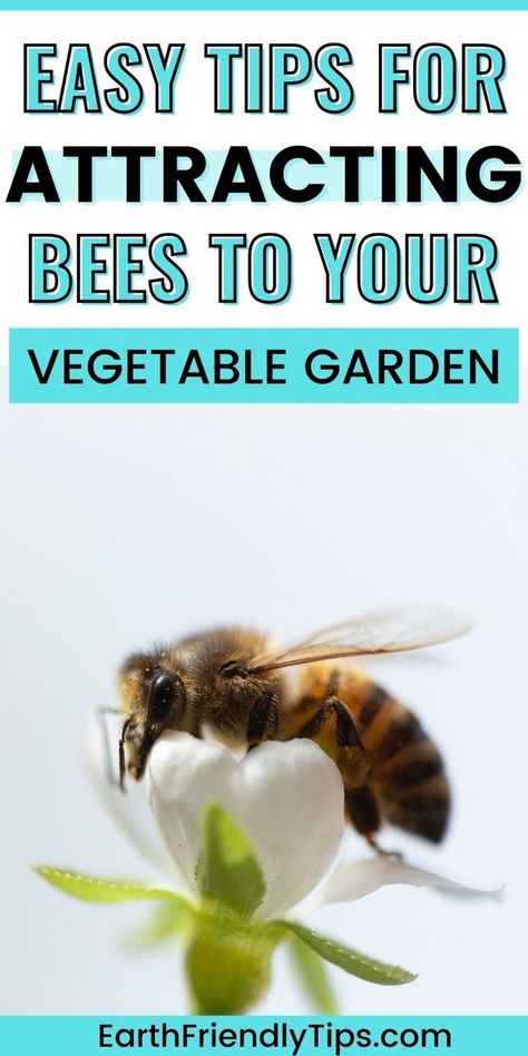 How To Attract Honey Bees To Your Garden, How To Attract Pollinators To Your Garden, How To Attract Bees To Your Garden, Bee Attracting Plants, Flowers To Attract Bees, Flowers For Pollinators, How To Help Bees, Bee Attracting Flowers, Plants To Attract Bees