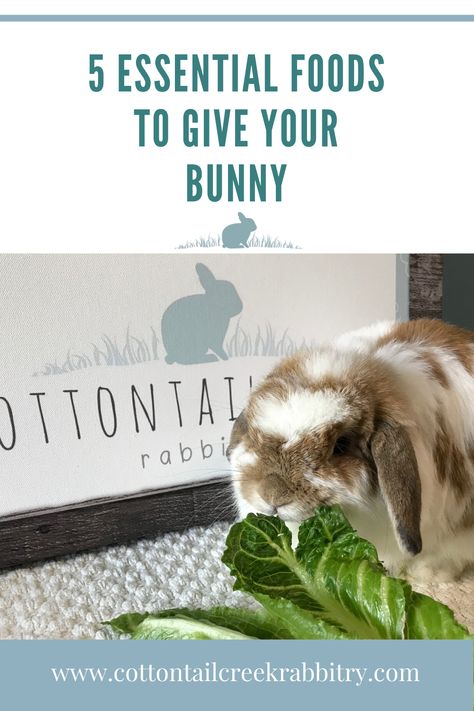 What should I feed my bunny? Here are 5 essential foods Safe Foods For Rabbits, Bunny Food List, What Do Bunnies Eat, Bunny Food Ideas, Veggies For Rabbits, What To Feed Rabbits, Rabbit Food List, Vegetables For Rabbits, Bunny Diet