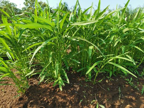 This water spinach is growing from the seed Water Spinach Plant, Planting Spinach Seeds, How To Grow Spinach From Seeds, Spinach Growing Tips, Spinach Growing, Spinach Plant, Spinach Seeds, Water Spinach, Good Earth