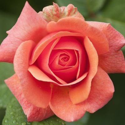 Red Rose Meaning, Black Rose Meaning, Yellow Rose Meaning, Salmon Roses, Rose Color Meanings, Rose Meaning, Different Types Of Flowers, Secret Admirer, Beautiful Flowers Photography