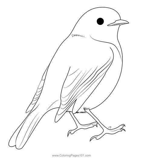 Cute American Robin Coloring Page Robin Drawing, Printable Cute, American Robin, Outline Drawings, Templates Printable Free, Free Kids, Printable Coloring Pages, Printable Coloring, Coloring Sheets