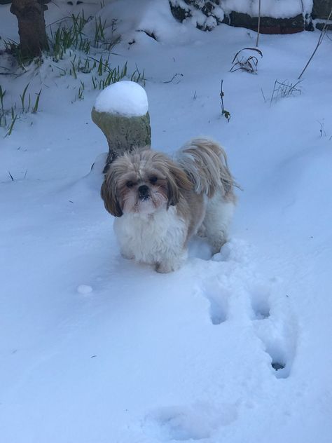 Shih tzu snow play Shiz Tzu Puppy, Shitzu Aesthetic, Shih Tzu Aesthetic, Shih Tzu Puppy Cut, Perro Shih Tzu, Snow Play, Shitzu Dogs, Shitzu Puppies, Love Her So Much