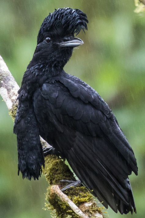 Long Wattled Umbrella Bird. Umbrella Bird, Birds With Long Tails, Bird With Long Eyelashes, Long Wattled Umbrellabird, Largest Bird In The World, Magnificent Riflebird, Different Birds, Bird Species, Animal Crossing