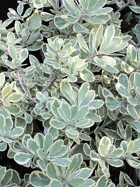 Pittosporum Hedge, Texas Shrubs, Variegated Pittosporum, Moon Gardens, Low Maintenance Shrubs, Rogers Gardens, Landscaping Backyard, Yard Ornaments, Moon Garden