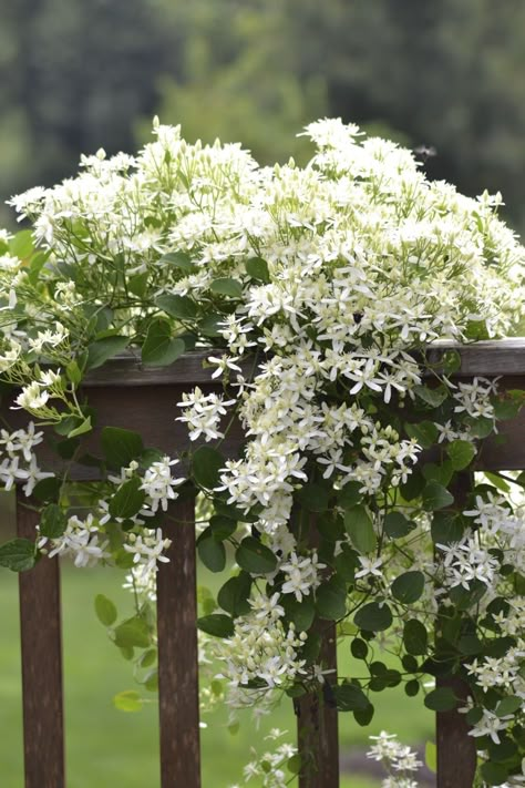 Sweet Autumn Clematis, Autumn Clematis, نباتات منزلية, Flowers Growing, Garden Vines, Moon Garden, White Garden, White Gardens, Climbing Plants