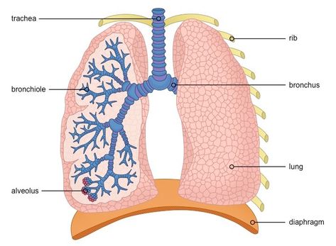 Lungs Labelled Diagram, Alveoli Diagram, Respiratory System Anatomy, Function Diagram, Human Lungs, Healthy Lungs, Schematic Design, Medical Medium, Biology Notes