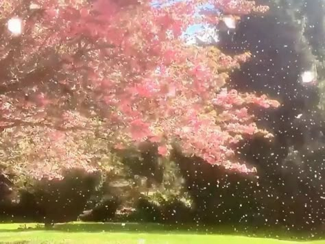 Pink Dreamcore Aesthetic, Pink And Green Japanese Aesthetic, Kpop Nature Aesthetic, Pink Nature Aesthetic Wallpaper, Pink Blossom Aesthetic, Japanese Nature Aesthetic, Spring Fairy Aesthetic, Cherry Blossoms Aesthetic, Daydreaming Aesthetic