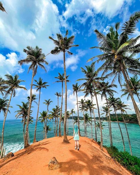 Sunset strolls and sandy toes on the stunning shores of Mirissa Beach. Each wave sings a melody of peace, and the horizon whispers tales of the infinite ocean. Paradise isn’t just a place, it’s here in Sri Lanka 🌅🌊 #MirissaMagic #IslandVibes #NatureLover #SriLanka #Nature #SriLankaBeauty #greenholiday #ExploreSriLanka #DiscoverSriLanka #TravelWithUs Mirissa Beach, Ocean Paradise, Tree Hill, Island Vibes, Coconut Tree, The Horizon, Nature Lover, Sri Lanka, Paradise