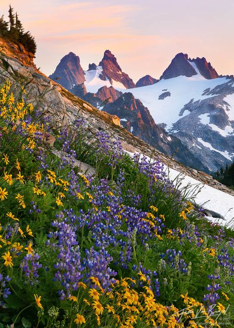 Alpine Garden | Cascades, WA : Fine Art by Floris van Breugel Alpine Wildflowers, Mountain Flowers, The Cascades, Alpine Garden, Alpine Lake, Free Camping, Closer To Nature, Camping Experience, Go Camping