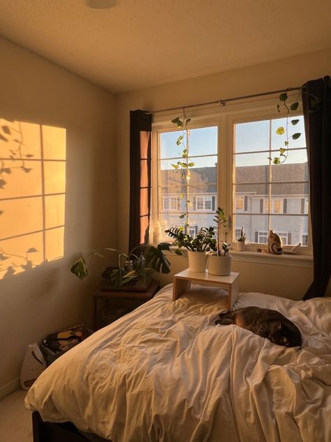 plants, bedroon, decor, cat, sunlight, u kno the vibes Room Finds, Golden Sun, Green Baby, Bedroom Inspo, The Golden, Dream House, Writing, Sun, Bedroom