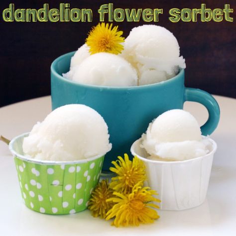 Sorbet Recipe, Dandelion Jelly, Yellow Petals, The Dandelion, Sorbet Recipes, Dandelion Recipes, Dandelion Flower, Edible Food, Wild Edibles