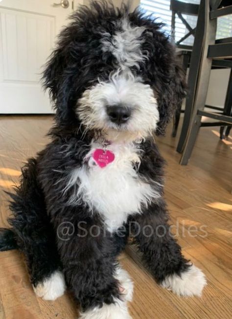 Black and White Bernedoodles|Puppies Black And White Goldendoodle, Black Aussiedoodle, Saint Bernard Poodle, Goldendoodle Black And White, Black And White Doodle Dog, Lap Dog Breeds, Black And White Labradoodle, Black Double Doodle Dog, Black And White Aussiedoodle