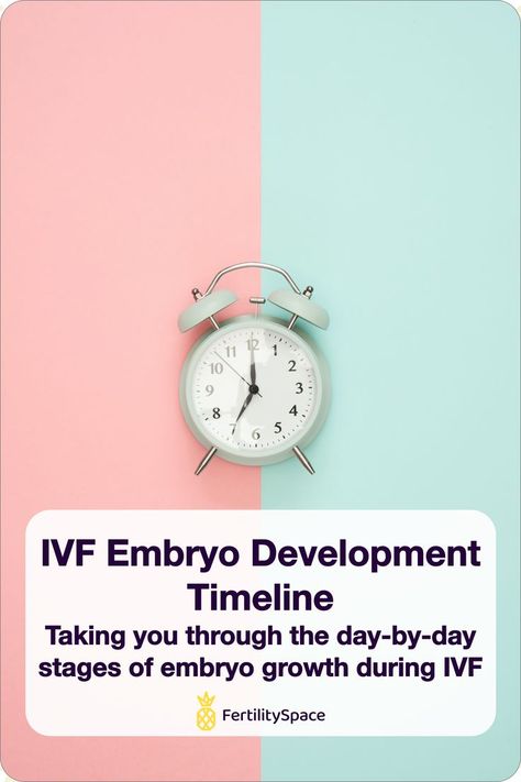 Background half pink and half light blue with a mint-colored clock in the center. IVF embryo development timeline - taking you through the day-by-day stages of embryo growth during IVF - FertilitySpace Embryo Development Stages, Ivf Implantation, Embryo Development, Embryo Implantation, Ivf Tips, Egg Retrieval, Stages Of Growth, What Is Normal, Fertility Help