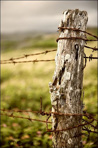 Barbed wire fence Barbed Wire, Fence