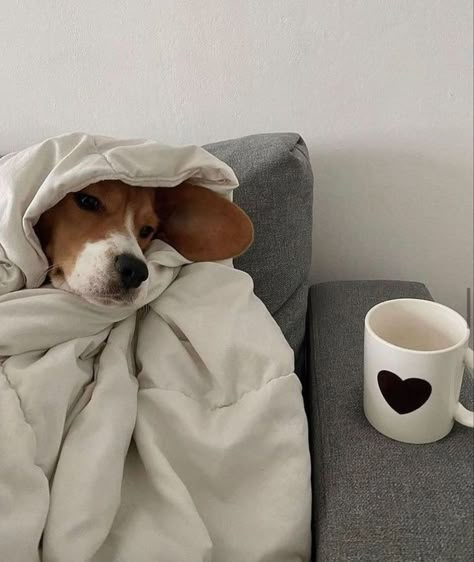 My Dog, This Morning, A Dog, On Twitter, Coffee, Memes, Twitter