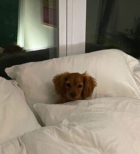 Bed Aesthetic, Cute Creatures, Mans Best Friend, Animals Friends, I Love Dogs, Beautiful Creatures, Animals And Pets, Cute Puppies