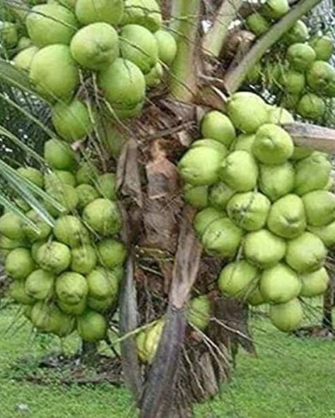 Dwarf coconut (Malayan dwarf) 3ft & up. No shipping Ca. Como Plantar Pitaya, Areca Palm Plant, Air Kelapa, Coconut Trees, Palm Plant, Tropical Tree, Beautiful Fruits, Unique Trees, Organic Fruit