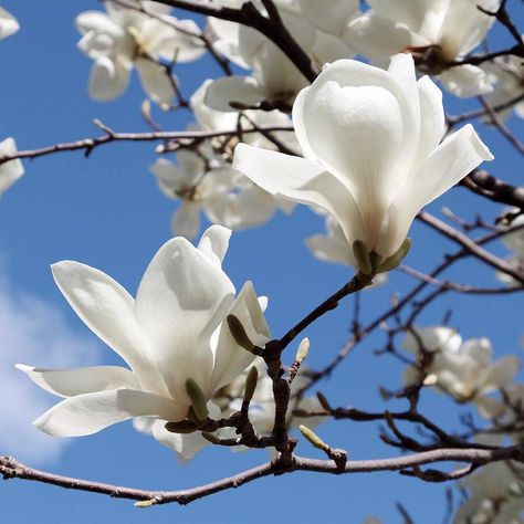 Magnolia Denudata, White Magnolia, Landscape Photography Nature, Giant Flowers, Orchid Plants, Floral Photography, Magnolia Flower, Landscaping Plants, Beautiful Blooms