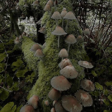 Creepy Cottagecore Aesthetic, Faerie Witch Aesthetic, Witchy Plants Aesthetic, Ruecore Aesthetic, Goblin Academia Aesthetic, Trollcore Aesthetic, Forest Fae Aesthetic, Olivecore Aesthetic, Goblincore Images