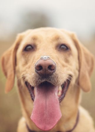 OMG I LOVE THIS!!! My dog would not sit for this picture though....22 Engagement Photos With Dogs That Will Melt Your Heart Engagement Photos With Dogs, Photos With Dog, Engagement Ring Photos, Best Engagement Rings, Ring Photos, Wedding Pics, Here Comes The Bride, Engagement Pictures, Engagement Shoots