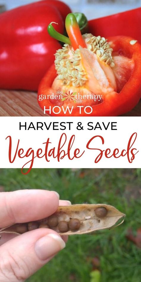 Collecting Garden Seeds, Harvest Seeds From Vegetables, Collecting Seeds Vegetables, Save Seeds For Next Year, How To Harvest Seeds From Vegetables, Saving Seeds For Next Year, Saving Vegetable Seeds, Seed Harvesting Vegetables, Harvesting Seeds From Vegetables