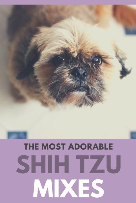 Shih Tzu Mix Breeds, Boxer Lab Mix Puppies, Shitzu Mix, Shih Tzu Poodle Mix, Boxer Mix Puppies, Puppy Mix, Yorkie Mix, Dog Breeds List, Dogs Breeds