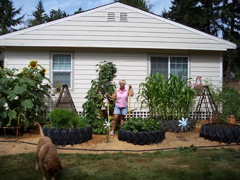 Tractor Tire raised beds Tire Vegetable Garden, Raised Vegetable Garden, Dig For Victory, Tire Craft, Tire Garden, Raised Vegetable Gardens, Tractor Tire, Homestead Gardens, Cold Frame