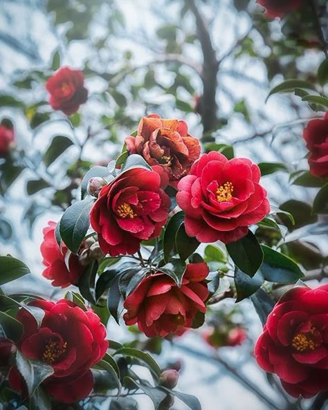 Red Camellia Aesthetic, October Magic, Flowers Pics, Red Camellia, Botanical Sketchbook, Red Garden, Flower Graphic Design, Happy New Week, Secret Gardens