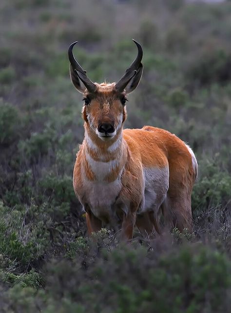 Horned Animals, Antelope Hunting, Pronghorn Antelope, North American Animals, Duck Hunt, North American Wildlife, Deer Family, Lion Fish, Mule Deer