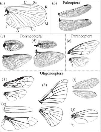 Insect Wings, Wings Drawing, Insect Art, Bugs And Insects, Drawing Tips, Butterfly Wings, Tattoo Sketches, Tattoos And Piercings, In Nature