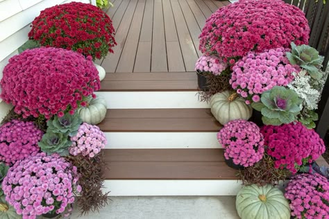 Fall Mums Planters, Mums On Porch, Mum Container Ideas, Mums Flowers Landscaping Front Yards, Mum Landscaping, Mum Porch Decor, Pink Mums Front Porch, Burgundy Mums Fall Porch, Mums And Pumpkins