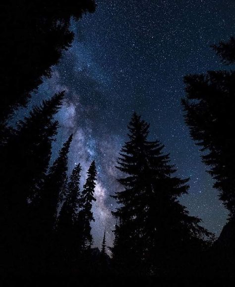 Night Sky Forest, Star Trails Photography, Milky Way Photos, Astronomy Photography, Milky Way Stars, Milky Way Photography, Long Exposure Photos, Beautiful Night Sky, Night Sky Photography