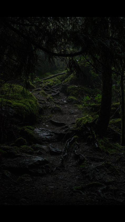 . Dark Naturalism, Dark Forest Aesthetic, Pisces Moon, Between Two Worlds, Dark Green Aesthetic, Dark Cottagecore, Ancient Forest, Fantasy Places, I'm With The Band