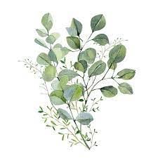 Watercolor Hand Painted Bouquet Silver Dollar Eucalyptus and Green Plants. Frolar Branches and Leaves Isolated on White Background Stock Photo - Image of floral, eucalyptus: 170074114 Eucalyptus Plant, Dollar Eucalyptus, Silver Dollar Eucalyptus, Eucalyptus Leaves, Silver Dollar, Painting Canvas, Wall Art Pictures, Photo Canvas, Canvas Home